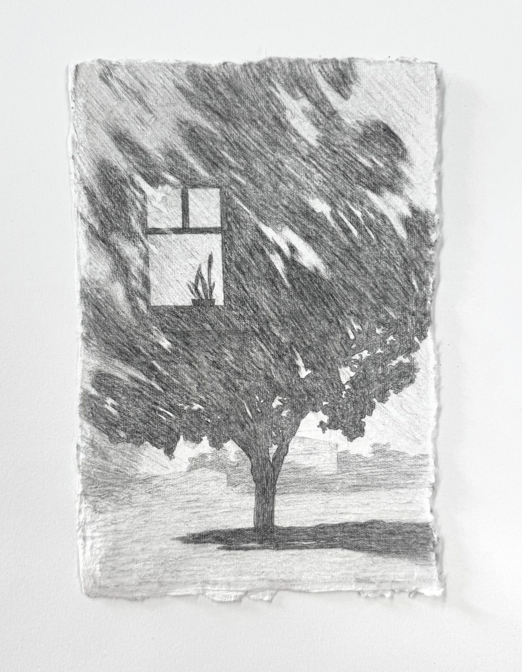 Monterey Park, Snake Plant